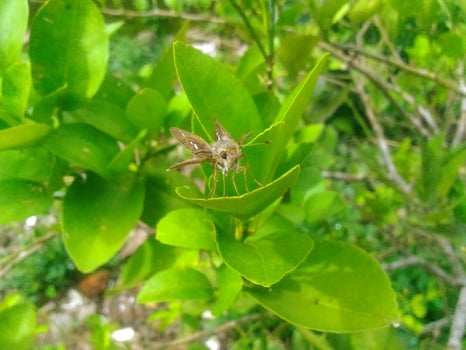 little butterfly alert photo