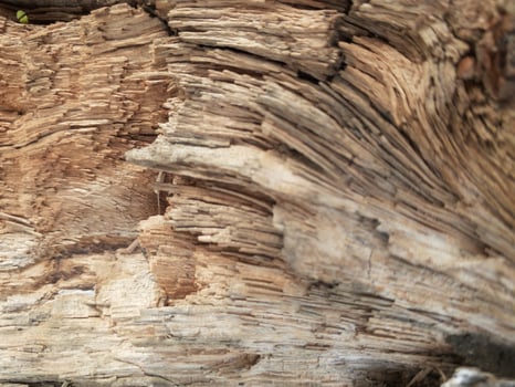 piece of wood photo