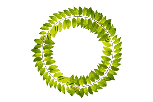 leaf vine circle isolates on a white background photo