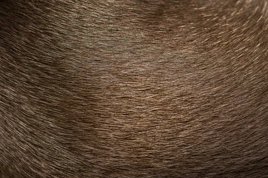 Macro photo of the fur of a black dog. Fur of a pet short-haired chihuahua dog as a background.