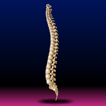 Back Bone - Vertebrae - Spine - Tailbone - Medical - Health - Graphic - Pharma photo