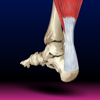 Back Leg Bone - Body Parts - Organ - Pharma photo