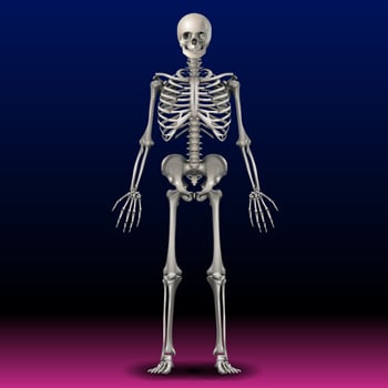 Skeleton - Bone - Skull - Illustration - Body - Hand - Art photo