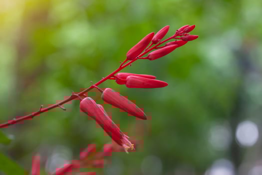 Red flower of Bitterwood or Quassia is Thai herb. The properties of the root is to help fever and aid digestion. photo