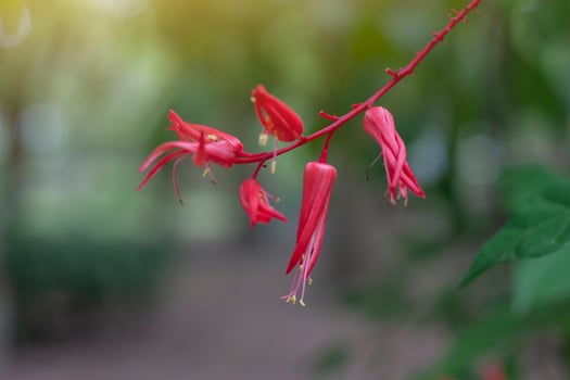 Red flower of Bitterwood or Quassia is Thai herb. The properties of the root is to help fever and aid digestion. photo
