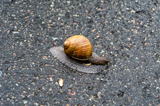 Big garden snail in shell crawling on wet road hurry home photo
