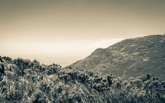 View from Table Mountain National Park Cape Town, South Africa. photo