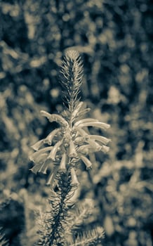 Plants and flowers at Table Mountain National Park Cape Town. photo