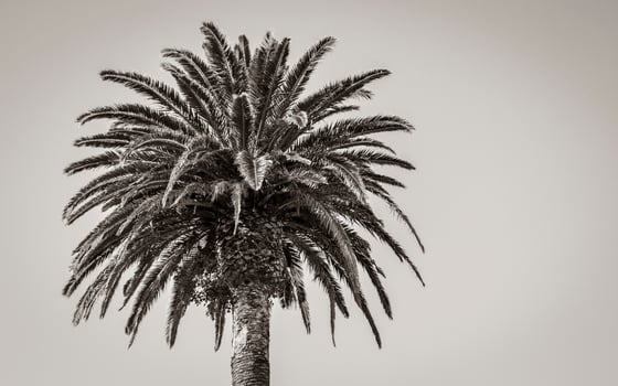 Palm trees Cape Town, South Africa. Crown of a palm. photo