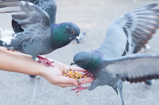 Pigeon eating from woman hand on the park,feeding pigeons in the park at the day time photo