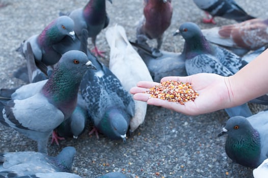Pigeon eating from woman hand on the park,feeding pigeons in the park at the day time photo