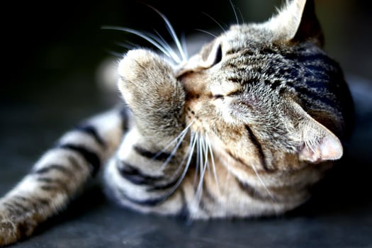 Mammals, fluffy and soft brown fur cats, cute and cute pets photo