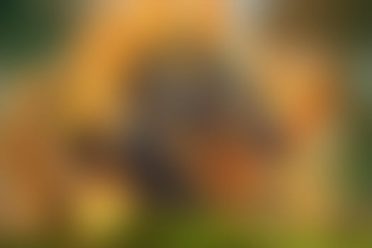 Abstract Background Gradient defocused luxury vivid blurred colorful texture wallpaper Free Photo