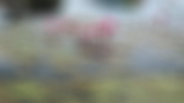 defocused lovely pink lotus flower with green leaves photo
