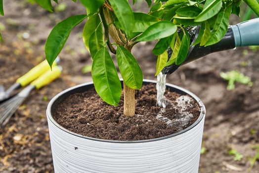 Woman transplanting mandarin tree in pot photo