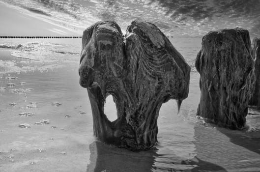 Single groyne with hole in trunk taken on the beach of the Baltic Sea in black and white photo
