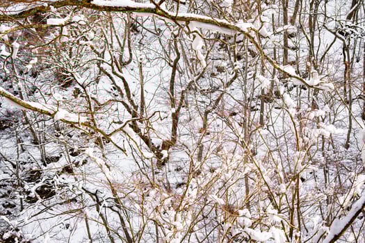 snow-covered branches On the mountain were very snowy. photo
