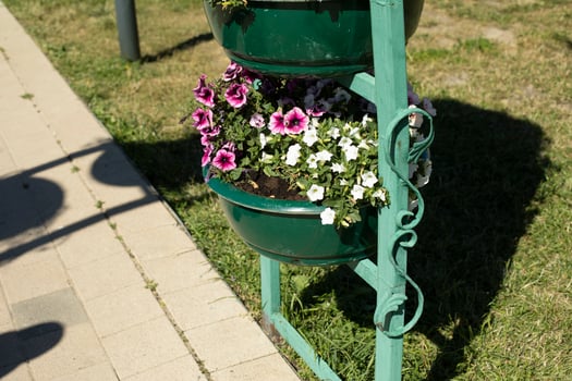Potted flowers in park. Flowers in garden. Beautiful potted powder for plants. photo