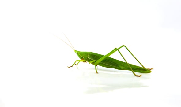 Conehead Grasshopper green isolated on white background Ruspolia nitidula photo