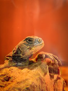 spiny tailed agamid lizards Uromastyx spiny genus asian agamid on the rock photo