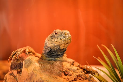 spiny tailed agamid lizards Uromastyx spiny genus asian agamid on the rock photo