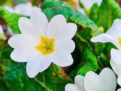 White primrose close-up. First spring flowers in forest. photo
