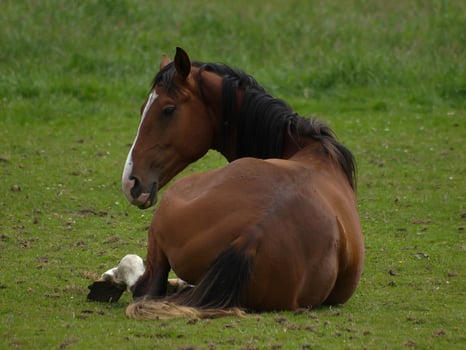 horses with foals photo