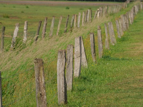 wild german horses photo