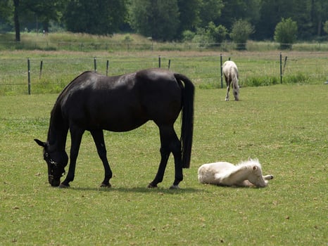 Horses in westphalia photo