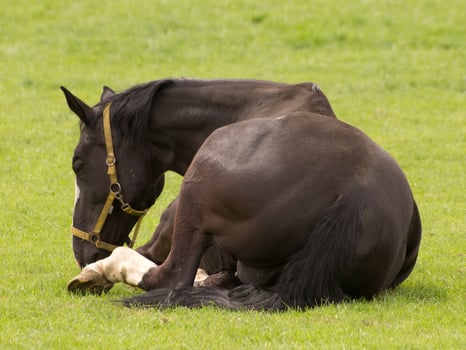 Horses on a german meadow photo