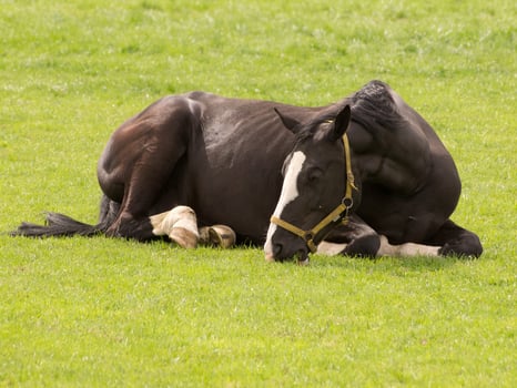 horsea and foals photo