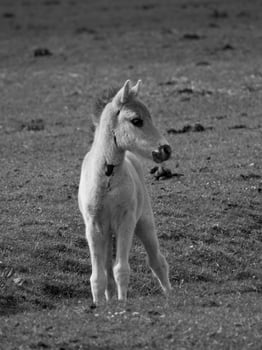 wild horses on a field photo