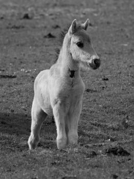 wild horses on a field photo