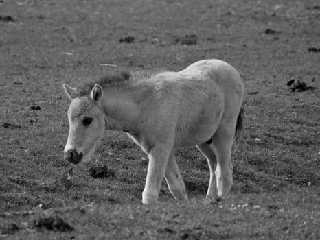wild horses on a field photo