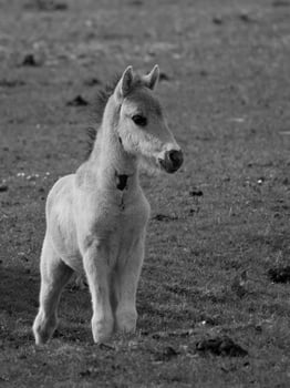wild horses on a field photo