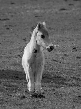 wild horses on a field photo