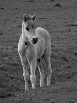 wild horses on a field photo