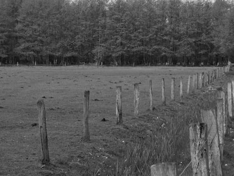 wild horses on a field photo