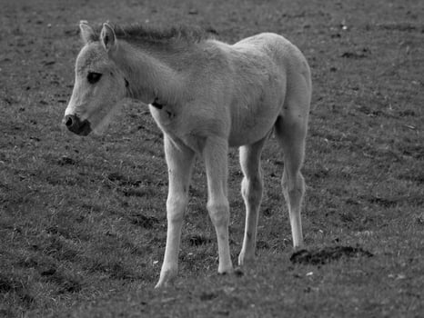 Horses in westphalia photo