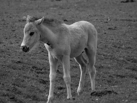 wild horses on a field photo