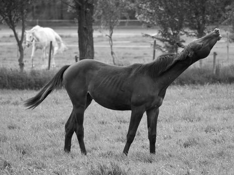 Horses in germany photo