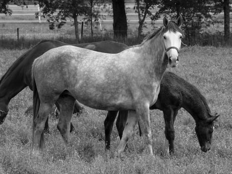 horses on a field in germany photo
