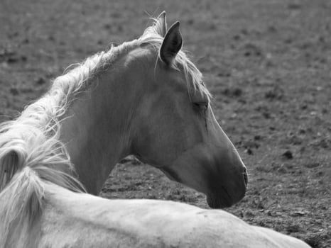 horses on a field in germany photo