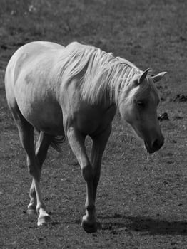 Horses on a german field photo