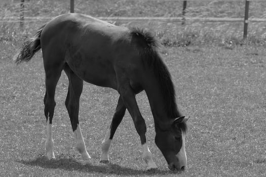 wild horses and folas photo