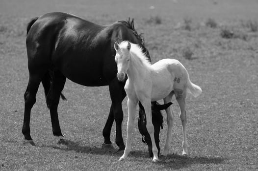 many horses in germany photo