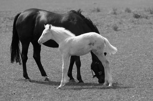 many horses in germany photo