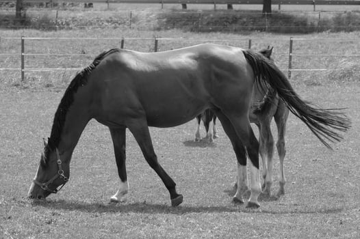 many horses in germany photo