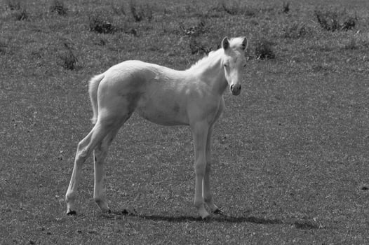 many horses in germany photo