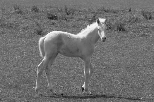 many horses in germany photo